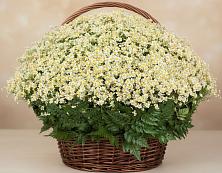Цветочная композиция из Ромашки в корзине #REPLACE_PRED# Климово